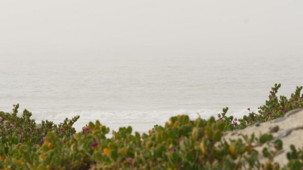 Misty beach, Encinitas California USA. Pacific ocean coast, dense fog brume on sea shore. Coastline near Los Angeles, milky smog haze. Gloomy weather on shoreline. Grey water waves. Green grass plants