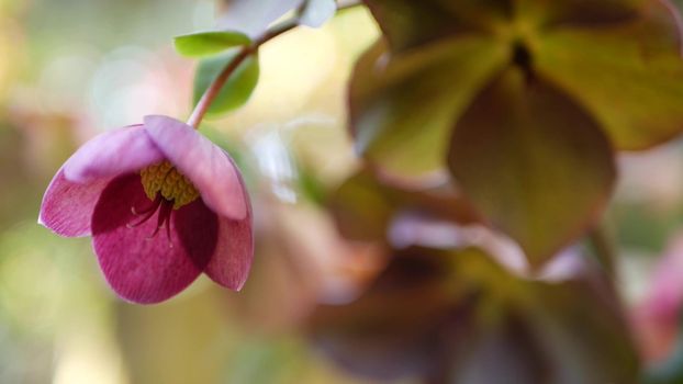 Helleborus winter rose pink flower in forest, California USA. Lenten rose floret springtime bloom, morning atmosphere, delicate botanical floral blossom. Spring freshness.