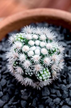 Cactus succulent plant close-up, Mammillaria vetula gracilis fragilis monstrose, Arizona Snowcap