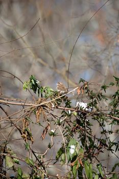 Curious female purple finch (Haemorhous purpureus) looking around with snow in its beak