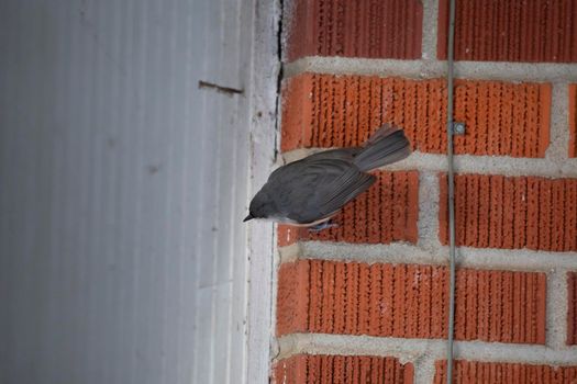 Tufted-titmouse (Baeolophus bicolor) searching for food on the side of a red brick house