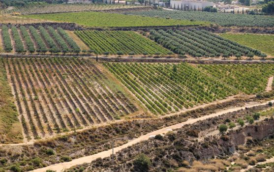 Beautiful panoramic view of the vines from the Castle of La Mola viewpoint in Novelda, Alicante, Spain