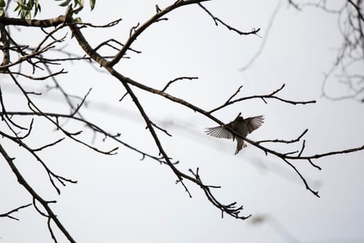 Yellow-rumped warbler (Setophaga coronata) landing on a tree branch