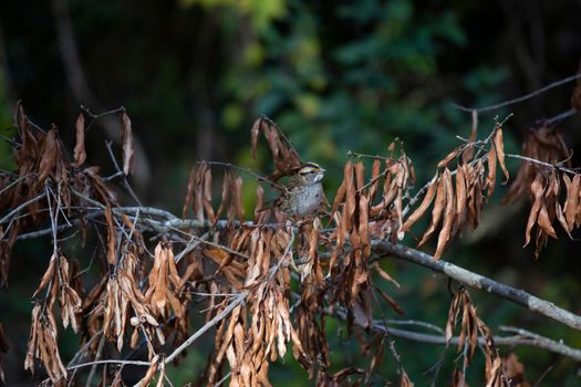 White-throated sparrow (Zonotrichia albicollis) perched on a fallen branch