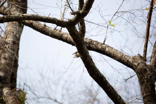 Yellow-rumped warbler (Setophaga coronata) flying from a tree limb