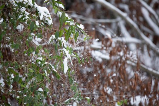 Snow falling off a bush on a cold day
