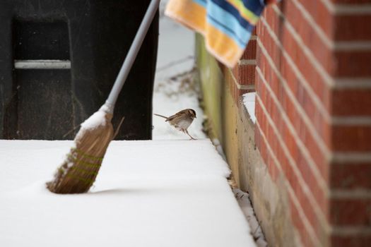 White-throated sparrow (Zonotrichia albicollis) landing on an icy porch