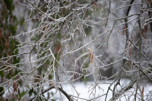 Ice covering tree branches on a gray day