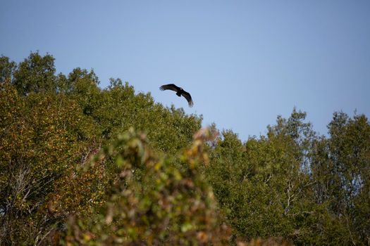 Turkey vulture (Cathartes aura) flying toward the camera