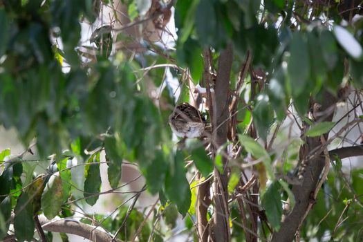 White-throated sparrow (Zonotrichia albicollis) facing away in its perch in a bush