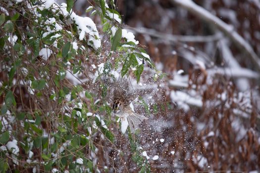 White-throated sparrow (Zonotrichia albicollis) knocking snow off a bush while foraging purple berries
