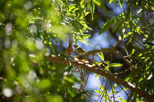 Immature Tennessee warbler (Leiothlypis peregrina) foraging on a leaf on a tree branch