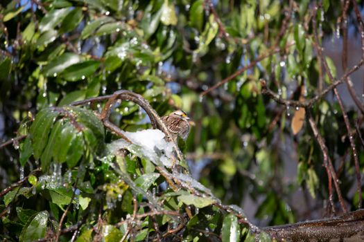 White-throated sparrow (Zonotrichia albicollis) looking around from its perch on an ice and snow-covered bush with green leaves