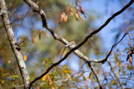 Female yellow-rumped warbler (Setophaga coronata) on a power line