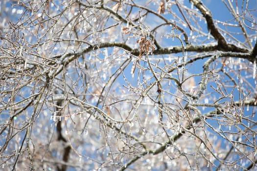 Ice covering tree limbs on a pretty, blue day