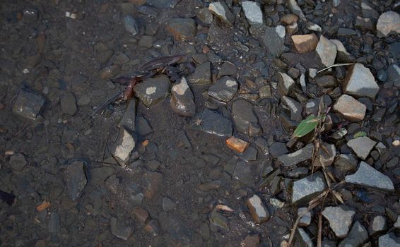 Wolf spider (Lycosidae) at the edge of muddy rocks