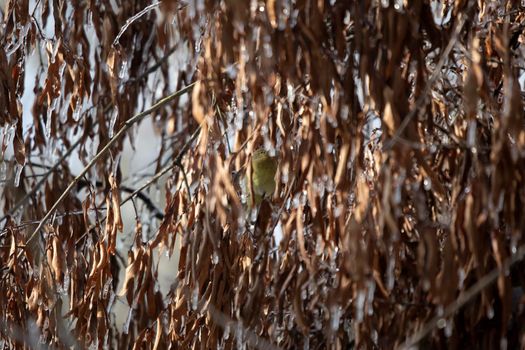 Orange-crowned warbler (Vermivora celata) foraging behind icy, dead leaves on a tree