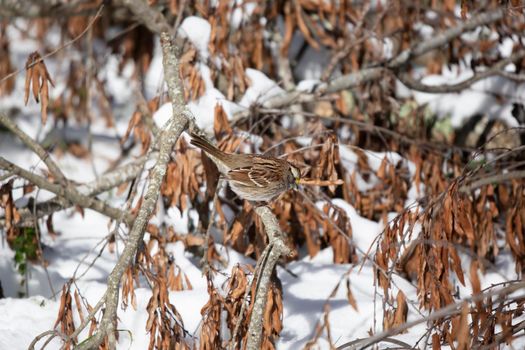 White-throated sparrow (Zonotrichia albicollis) looking down from its perch on a fallen tree limb on a snowy day