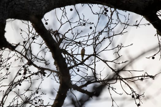 Majestic cedar waxwing (Bombycilla cedrorum) looking out from its perch on a tree limb