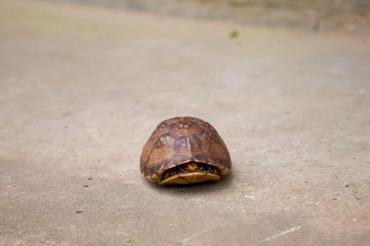 Eastern box turtle (Terrapene carolina carolina) in its shell  on cement