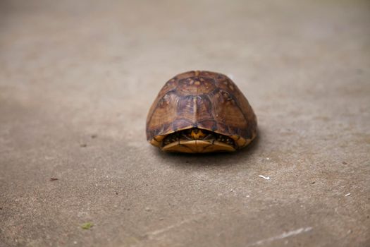 Eastern box turtle (Terrapene carolina carolina) in its shell  on cement