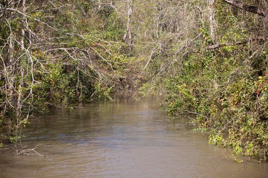 Swamp water winding throughout a path surrounded by bramble