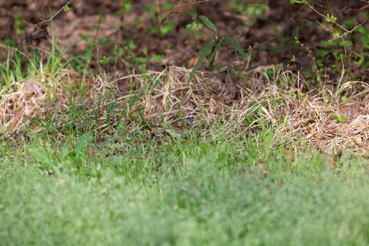 White-throated sparrow (Zonotrichia albicollis) foraging in green grass
