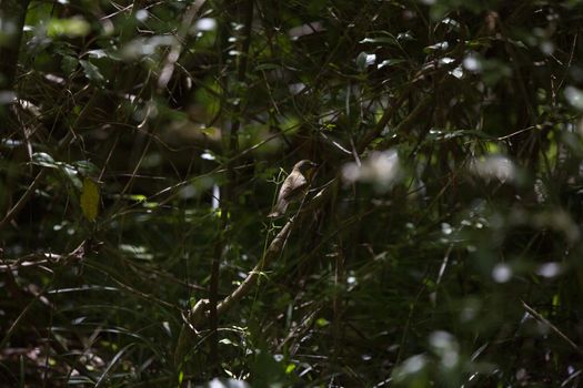 Yellow-breased chat (Icteria virens) perched safely in the tangles of a bush