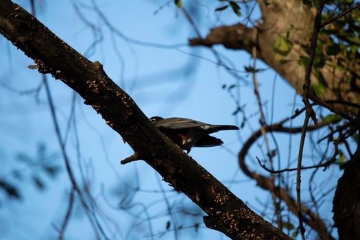 American robin (Turdus migratorius) stretching over a tree limb