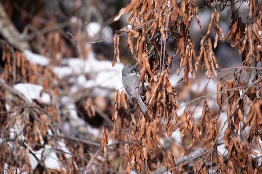 Tufted-titmouse (Baeolophus bicolor) foraging in dead leaves near snow