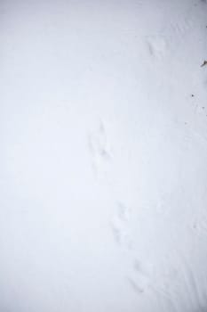 Bird tracks in showing a foraging path in winter precipitation
