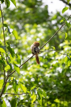 Brown thrasher (Toxostoma rufum) grooming from its perch on a tree branch