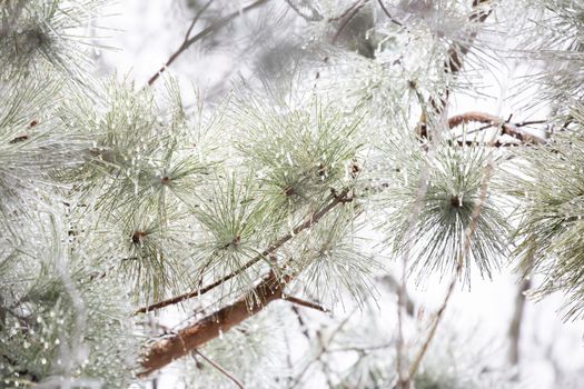 Close up of frozen, icy pine needles on a dreary, gray day