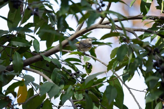 Female yellow-rumped warbler (Setophaga coronata) perched majestically on a tree branch