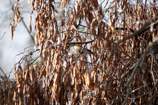 Yellow-rumped warbler (Setophaga coronata) foraging in icy, dead brown leaves