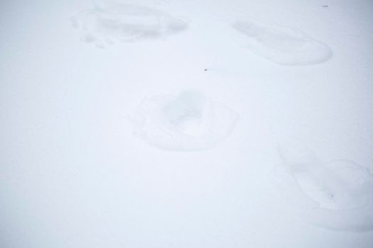 Human footprints creating a zig-zag path in a snow-covered yard