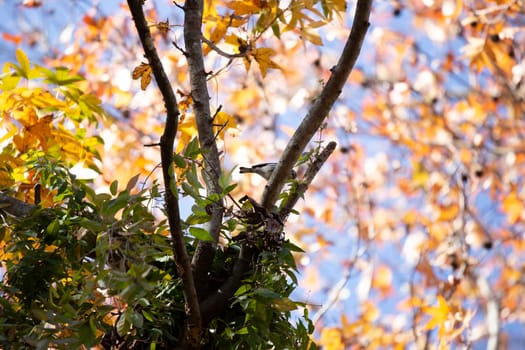 Yellow-rumped warbler (Setophaga coronata) peeking around a tree limb during the autumn season