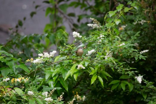 Carolia wren (Thryothorus ludovicianus) with an insect in its beak