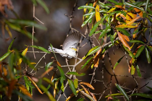 Female yellow-rumped warbler (Setophaga coronata) taking flight from a tree