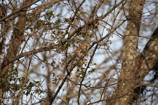 Eastern gray squirrel (Sciurus carolinensis) climbing up a tree