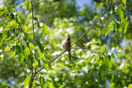Brown thrasher (Toxostoma rufum) singing from its perch on a tree branch