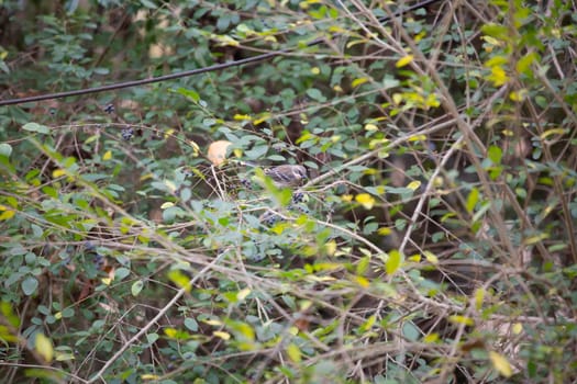 Female yellow-rumped warbler (Setophaga coronata) eating a berry from a bush