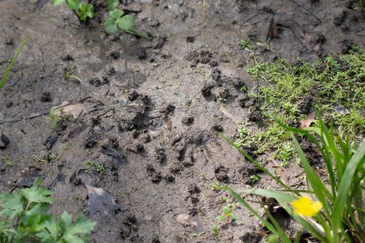 Pair of raccoon (Procyon lotor) tracks in the mud