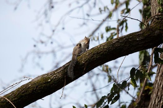 Eastern gray squirrel (Sciurus carolinensis) grooming on a tree branch