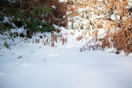 Squirrel and bird tracks in snow near a fallen limb with dead leaves