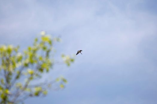 Canada goose (Branta canadensis) in flight through a partially cloudy sky