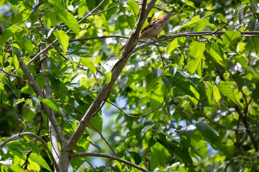 Brown thrasher (Toxostoma rufum) looking up from its perch on a tree branch