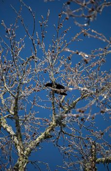 American crow (Corvus brachyrhynchos) cawing a warning from a perch on an icy branch