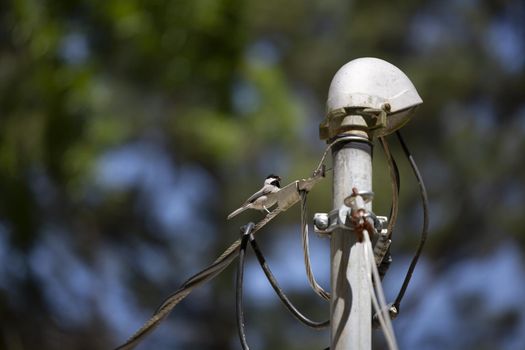 Carolina chickadee (Poecile carolinensis) eating from its perch on a utility line