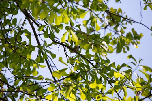 Blue-gray gnatcatcher (Polioptila caerulea) eating a caterpillar from a tree branch